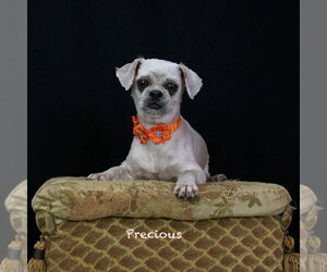 Precious - Female Shih Tzu Dog for Adoption - Photo #2
