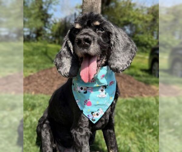 Medium Photo #4 Cocker Spaniel Puppy For Sale in Arlington, VA, USA