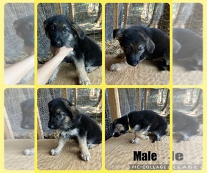 German Shepherd Dog Puppy for sale in SHELL KNOB, MO, USA