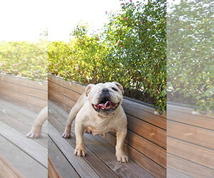 Swann - Female Bulldog-Unknown Mix Dog for Adoption - Photo #5