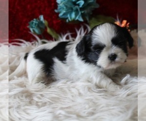 Shih Tzu Puppy for sale in THAYER, KS, USA