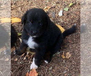 F2 Aussiedoodle Puppy for sale in ONAWAY, MI, USA
