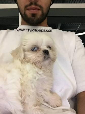 Medium Photo #5 Shih Tzu Puppy For Sale in HAYWARD, CA, USA