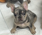 Puppy Florencia French Bulldog