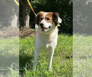 260532  Hildegard - Female Australian Shepherd-Unknown Mix Dog for Adoption - Photo #2