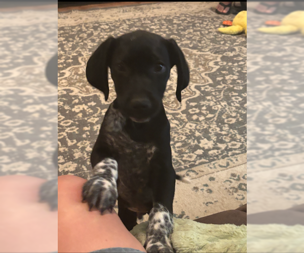 Medium Photo #2 Mutt Puppy For Sale in MIDWAY, UT, USA