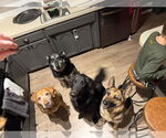 Small #8 German Shepherd Dog