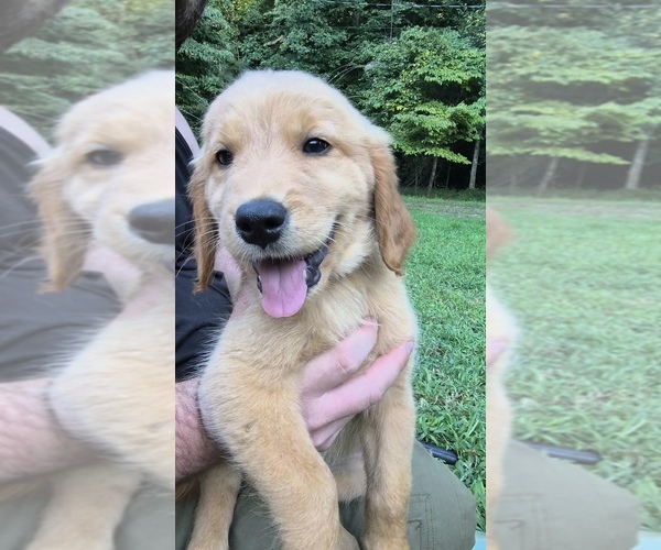 Medium Photo #4 Golden Retriever Puppy For Sale in CUMMING, GA, USA