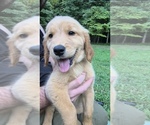 Small #3 Golden Retriever