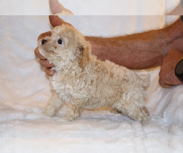 Medium Photo #12 Poodle (Toy) Puppy For Sale in DYERSBURG, TN, USA