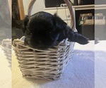 Puppy Dolly Shih Tzu