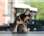Small #3 French Bulldog