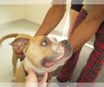 Small American Pit Bull Terrier
