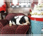 Small #2 Cavalier King Charles Spaniel