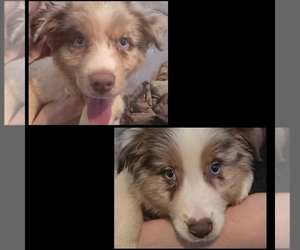 Australian Shepherd Litter for sale in ROY, UT, USA