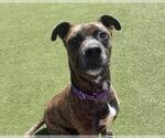 Small #3 American Pit Bull Terrier Mix