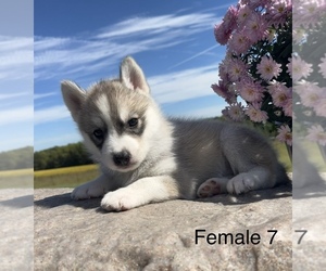 Siberian Husky Puppy for Sale in DEARBORN, Missouri USA