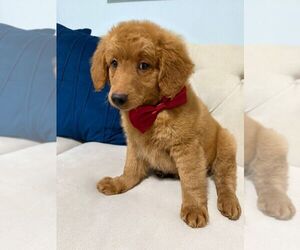 Goldendoodle (Miniature) Puppy for sale in ORLANDO, FL, USA
