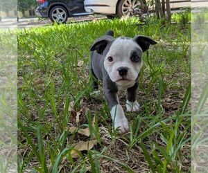 Olde English Bulldogge Puppy for Sale in AUSTIN, Texas USA