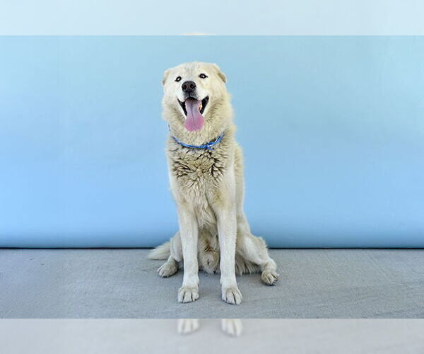 Medium Photo #2 Great Pyrenees-Huskies  Mix Puppy For Sale in Pasadena, CA, USA