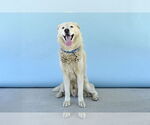 Small #1 Great Pyrenees-Huskies  Mix