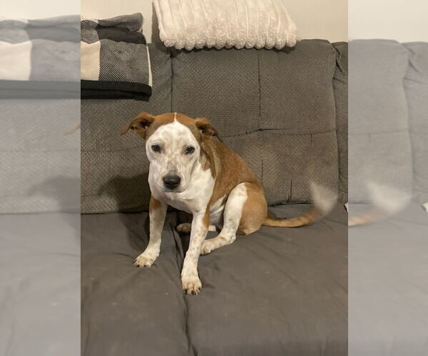 Medium Photo #3 Beagle-Unknown Mix Puppy For Sale in Claremore, OK, USA