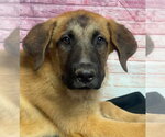 Small Anatolian Shepherd-Saint Bernard Mix