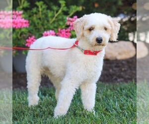 Mother of the Poodle (Toy) puppies born on 05/07/2026