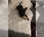 Small #3 American Pit Bull Terrier-Miniature Pinscher Mix