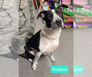 Prudence - Female Borador Dog for Adoption - Photo #7