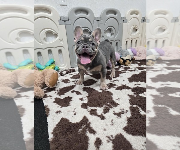Medium Photo #1 French Bulldog Puppy For Sale in NORTH PORT, FL, USA