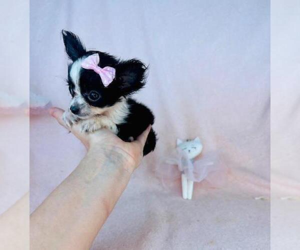 Medium Photo #20 Chihuahua Puppy For Sale in FERNANDINA BEACH, FL, USA