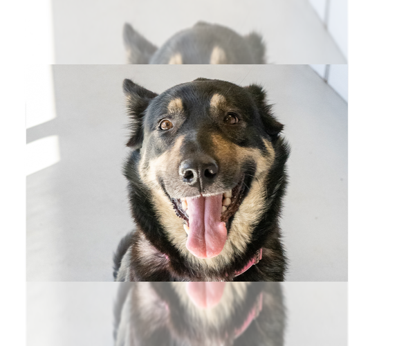 Medium Photo #1 Mutt Puppy For Sale in Studio City, CA, USA