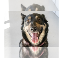 Mutt Dogs for adoption in Studio City, CA, USA