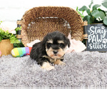 Small #6 Schnauzer (Miniature)