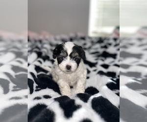 Lhasa-Poo Puppy for sale in HIGHLAND, CA, USA
