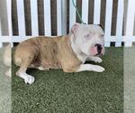 Small American Pit Bull Terrier