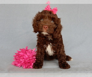 Cockapoo Puppy for sale in MILLERSBURG, OH, USA