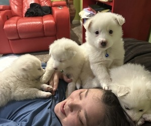 American Eskimo Dog Puppy for Sale in FALLS CHURCH, Virginia USA