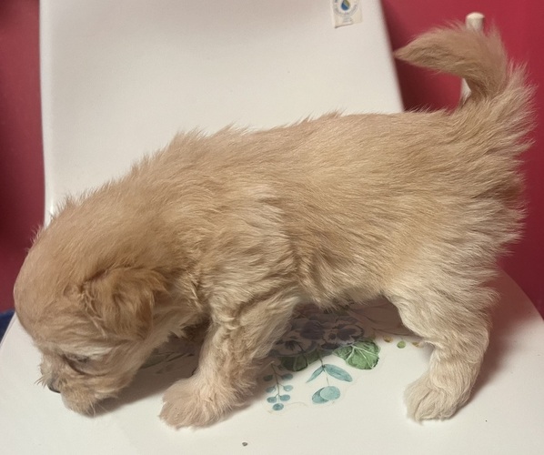 Medium Photo #1 Pomapoo (Toy) Puppy For Sale in GLENWOOD CITY, WI, USA