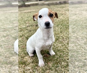 Jack Russell Terrier Puppy for sale in FAIR HAVEN, MI, USA