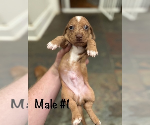 Medium Photo #5 Dachshund Puppy For Sale in WILLIAMSBURG, VA, USA