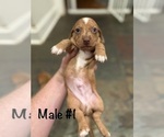 Small #4 Dachshund