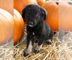 Puppy Dolly Australian Shepherd