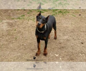 Doberman Pinscher Puppy for sale in MOUNT OLIVE, NC, USA