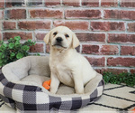 Small #4 Labrador Retriever