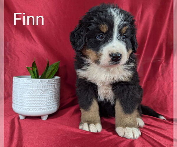 Medium Photo #3 Bernese Mountain Dog Puppy For Sale in CANON CITY, CO, USA