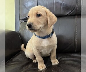 Labrador Retriever Puppy for sale in WOODBRIDGE, CT, USA