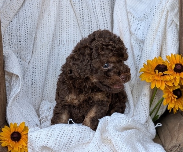 Medium Photo #55 Cock-A-Poo Puppy For Sale in GOSHEN, IN, USA