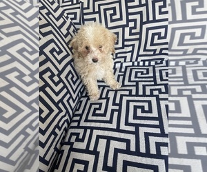 Poodle (Toy) Puppy for sale in WINSTON SALEM, NC, USA